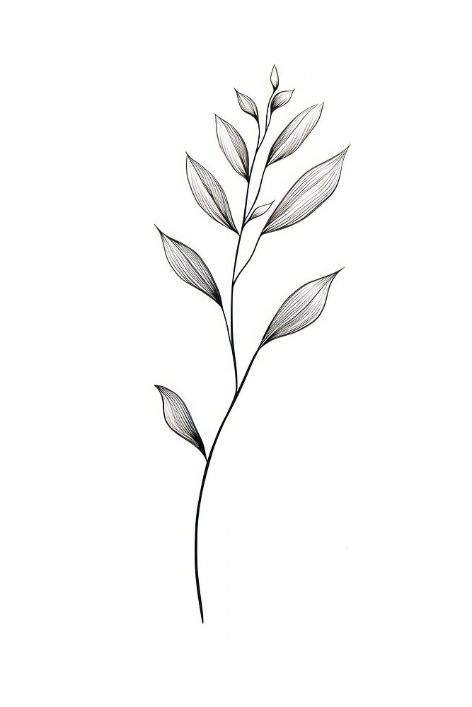 Plant drawing sketch white.