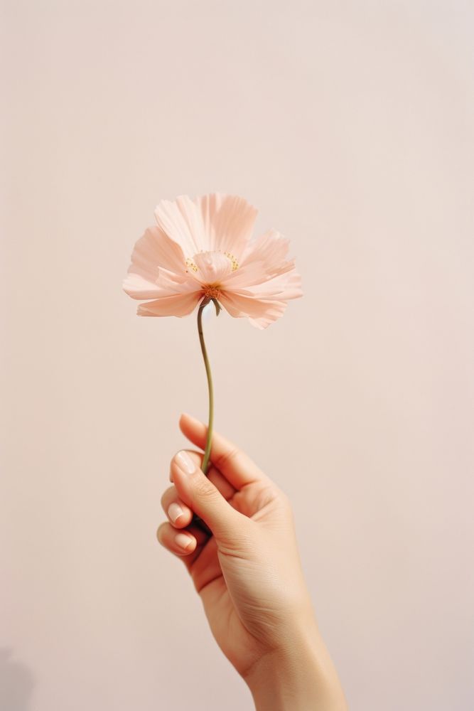 Hand holding pink flower photography finger petal.