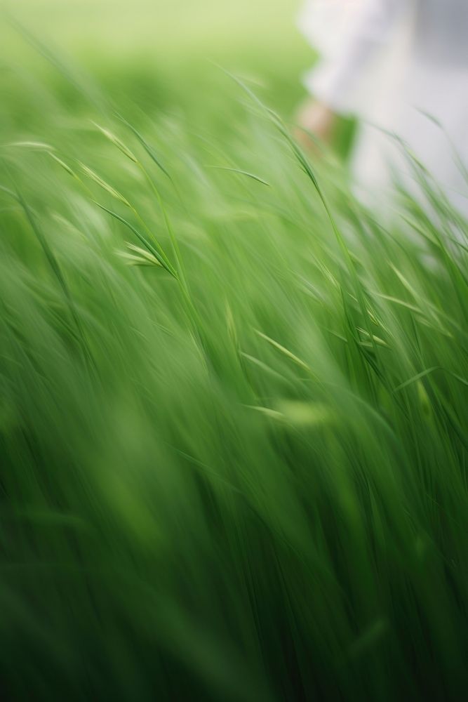 Photography of elf field green grass.