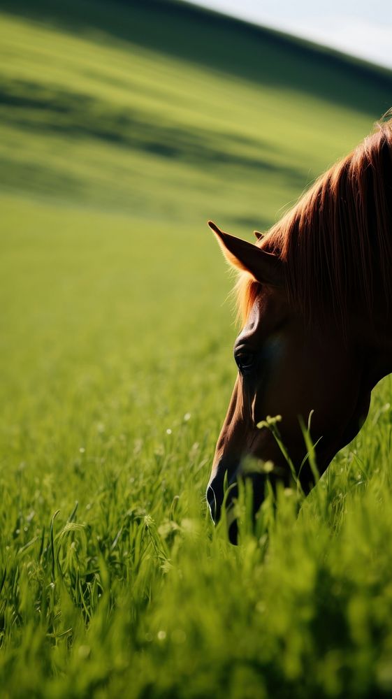 Photography of horse field farm landscape.