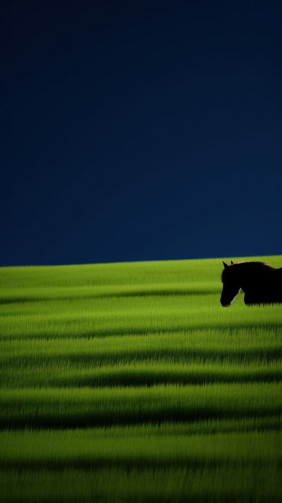 Photography of horse field landscape grassland.