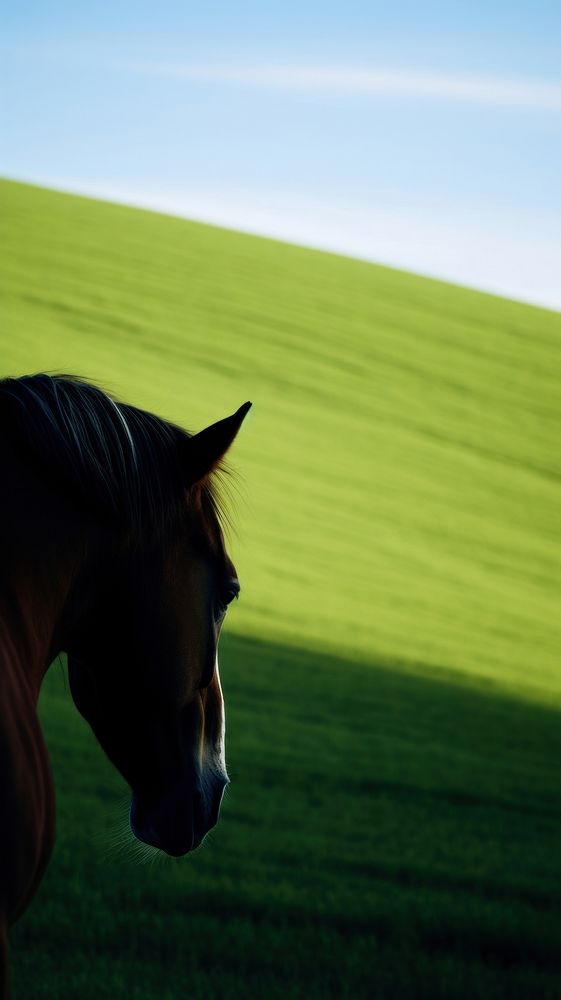 Photography of horse field green landscape.