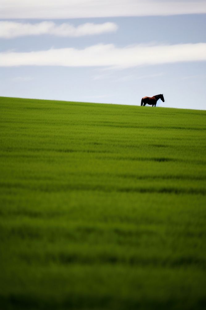 Photography of horse landscape field green.