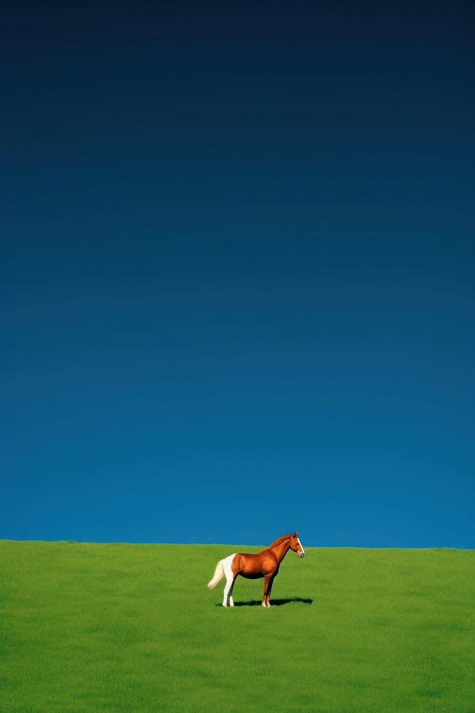 Photography of horse field grassland landscape.