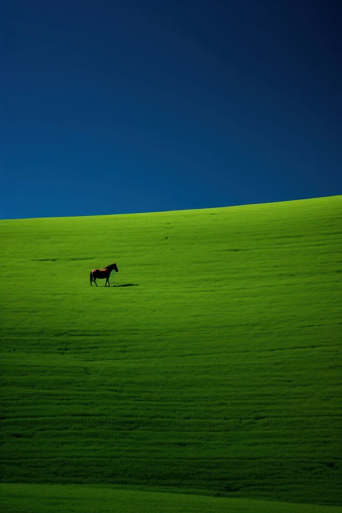 Photography of horse field green landscape.