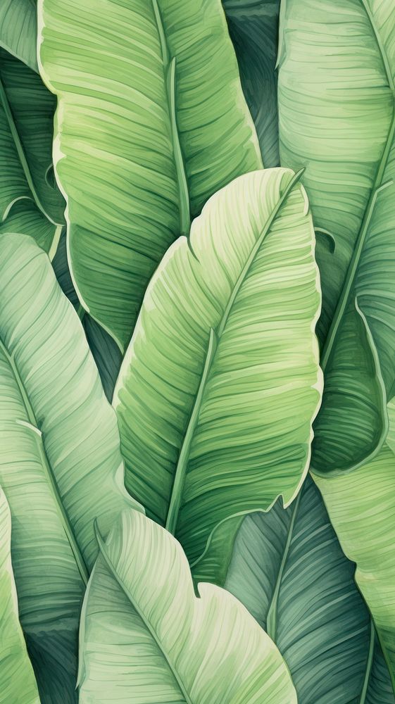 Vintage drawing banana leaf pattern backgrounds plant green.