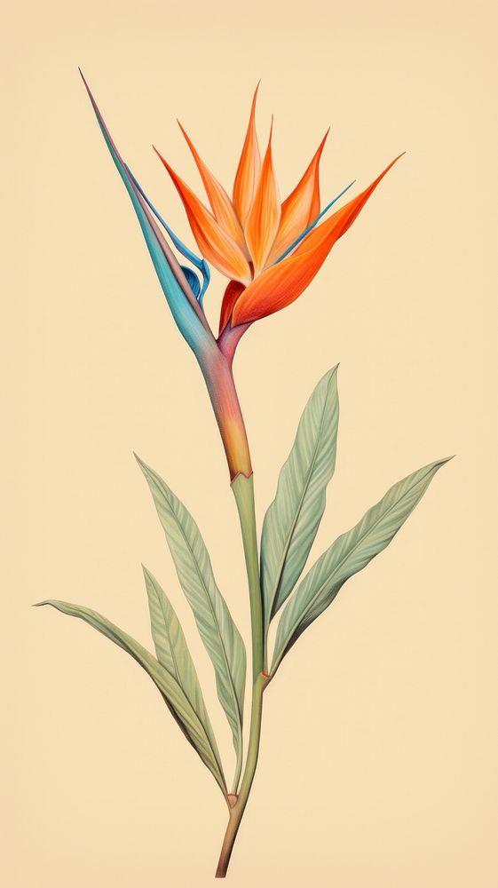 Vintage drawing bird of paradise flower sketch plant.