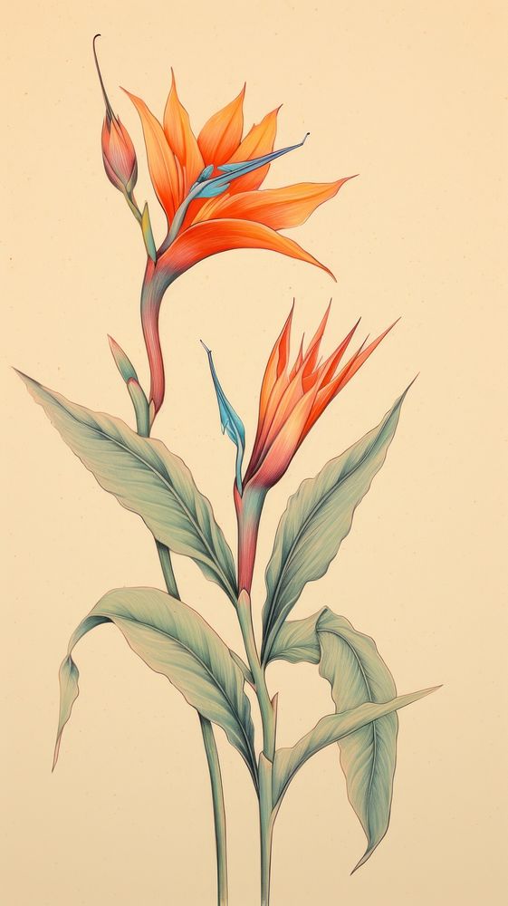 Vintage drawing bird of paradise pattern flower sketch.