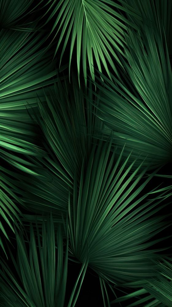 Palm tree leaves green plant leaf.