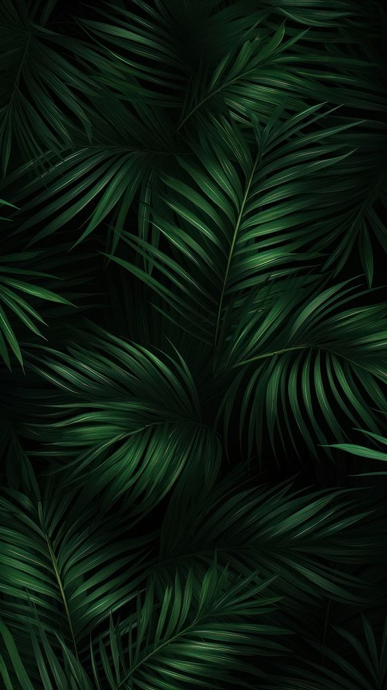 Palm tree leaves green outdoors nature.