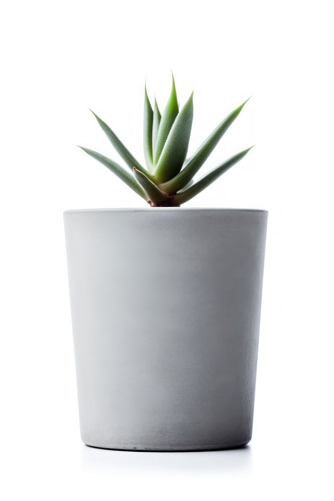 Indoor plant aloe vase white background.