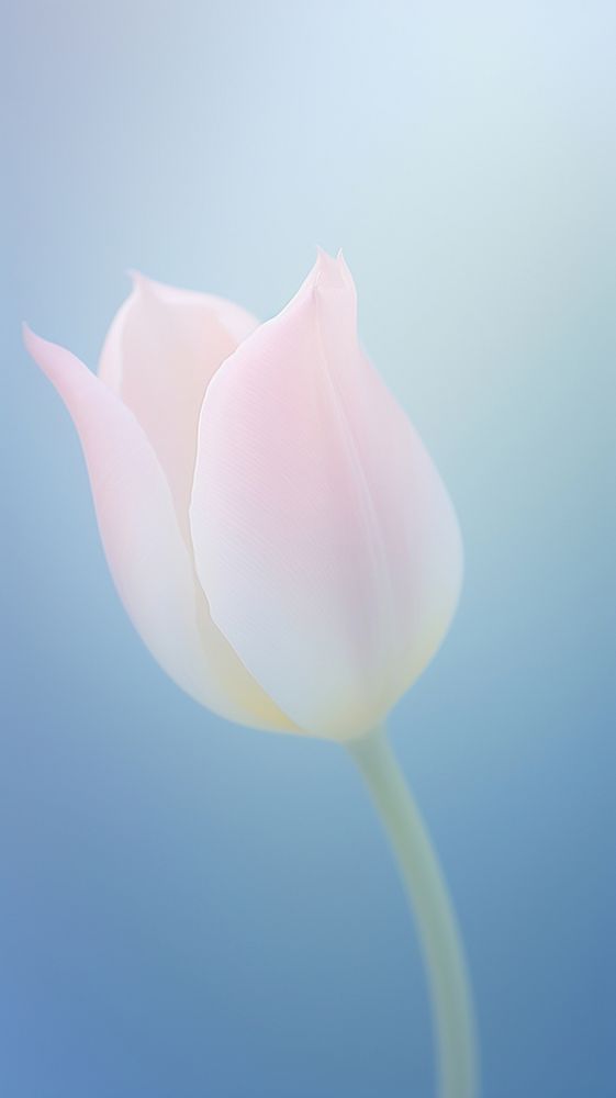 Blurred gradient white Tulip tulip blossom flower.
