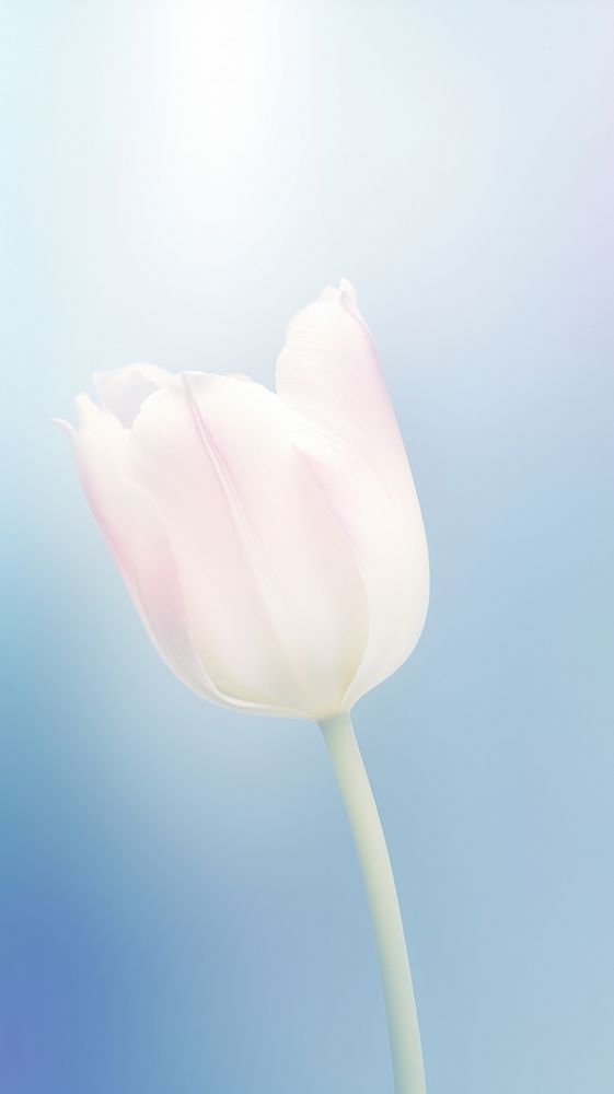 Blurred gradient white Tulip tulip outdoors blossom.