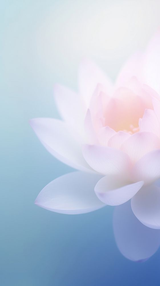 Blurred gradient white Water lily backgrounds flower petal.