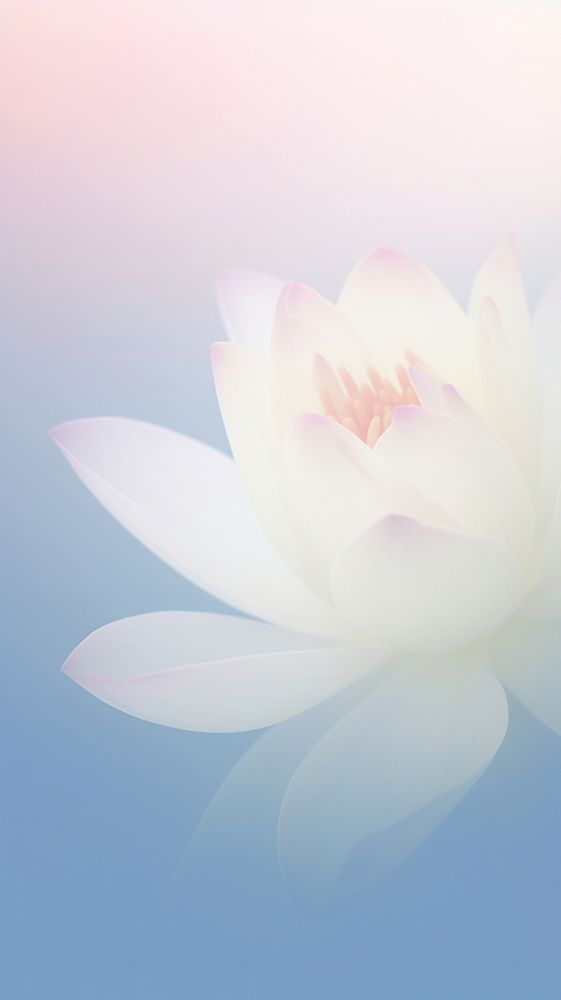 Blurred gradient white Water lily blossom flower petal.