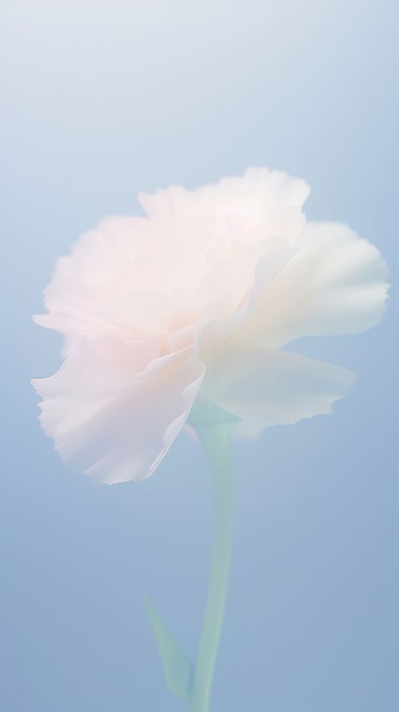 Blurred gradient white Carnation carnation blossom flower.