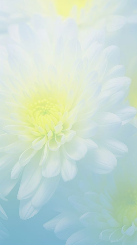 Blurred gradient white Chrysanthemums backgrounds chrysanths flower.