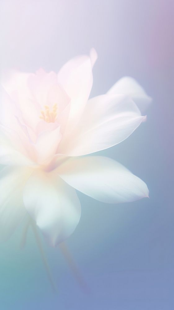 Blurred gradient White flower backgrounds blossom petal.
