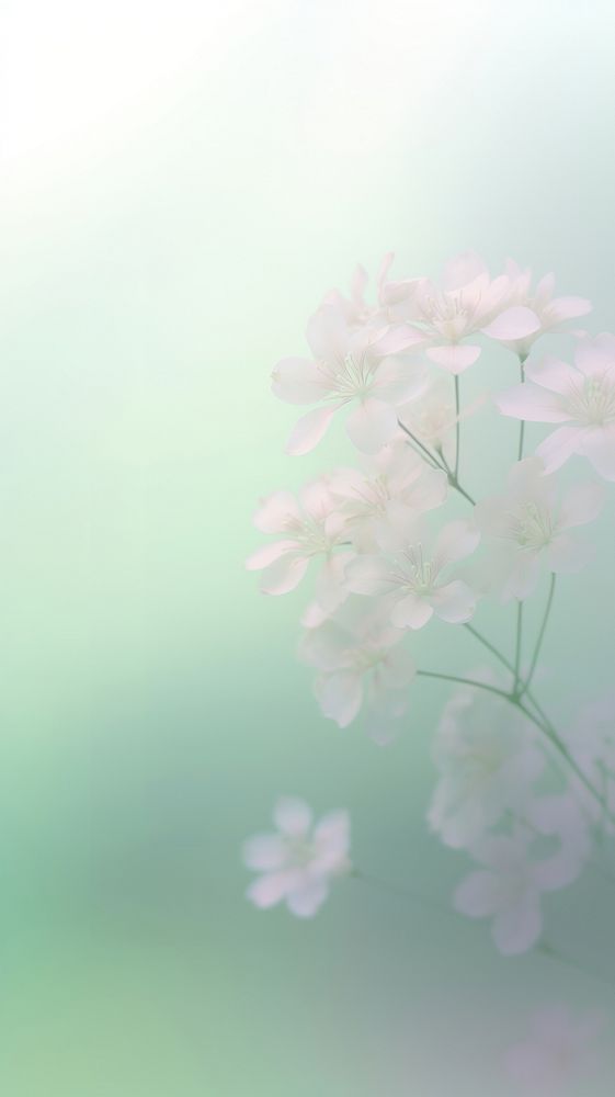 Blurred gradient white Flowers flower backgrounds outdoors.