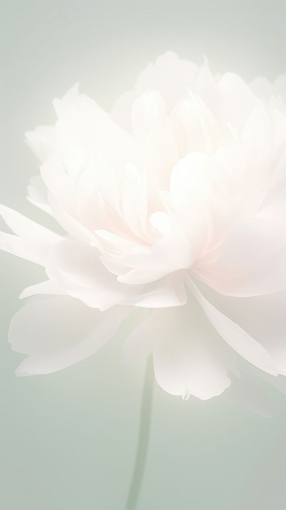 Blurred gradient white Peony backgrounds blossom flower.