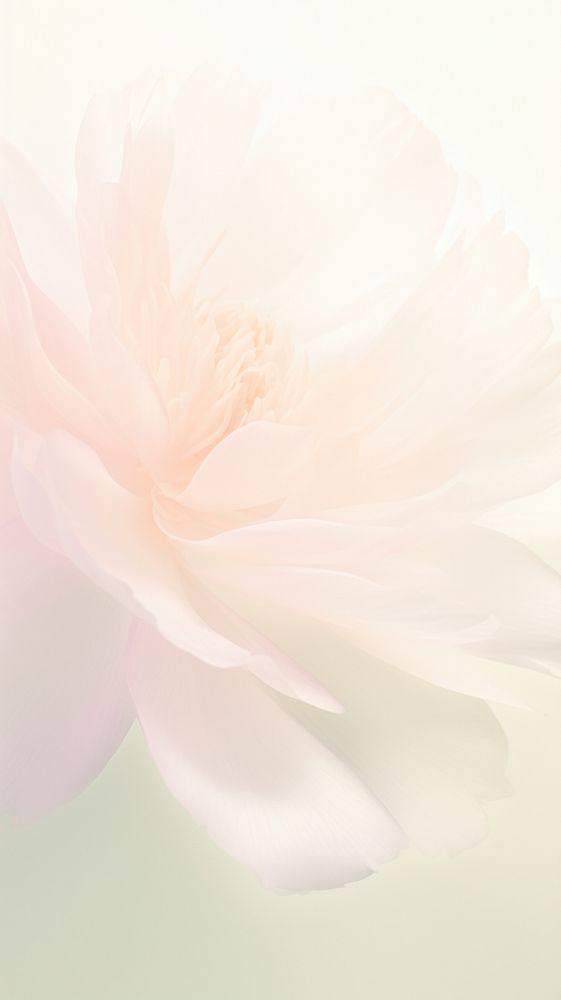 Blurred gradient white Peony backgrounds flower petal.