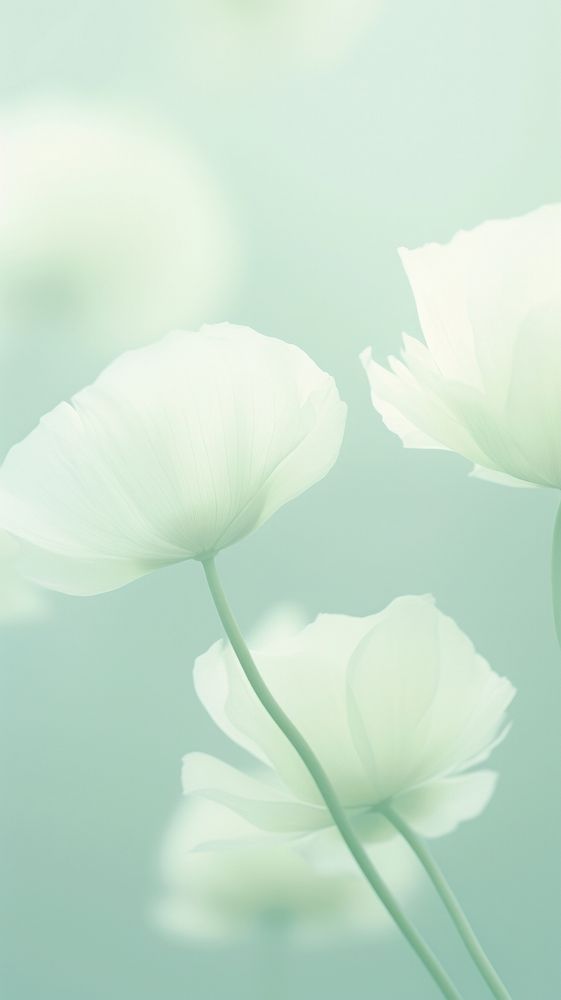 Blurred gradient white Poppys backgrounds outdoors nature.