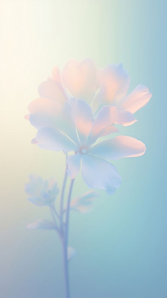 Blurred gradient Wildflower outdoors blossom nature.