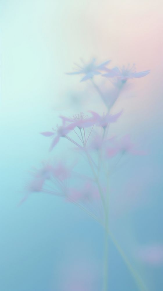 Blurred gradient Wildflower backgrounds outdoors purple.