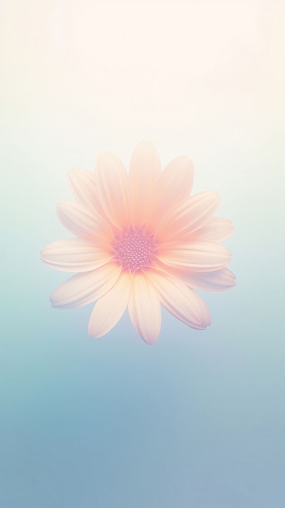 Blurred gradient blue Daisy daisy backgrounds flower.