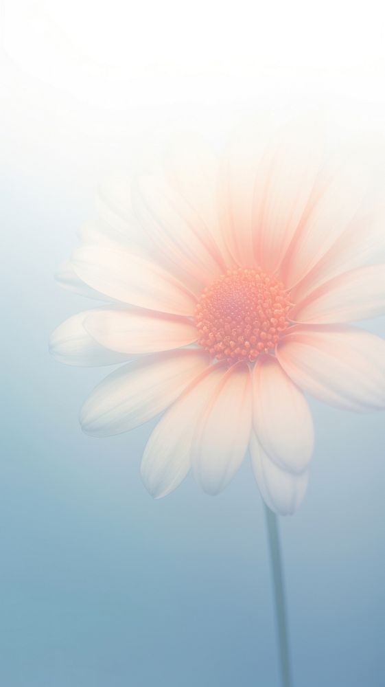 Blurred gradient blue Daisy daisy backgrounds outdoors.