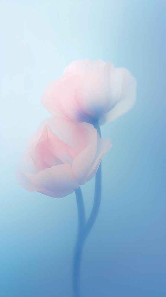 Blurred gradient blue Poppys blossom flower petal.