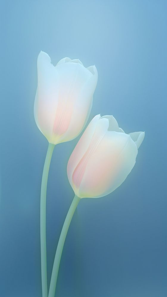 Blurred gradient blue Tulips tulip flower petal.