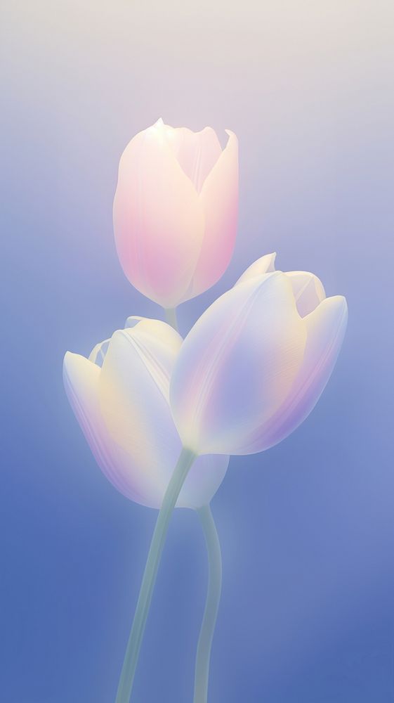 Blurred gradient blue Tulips tulip outdoors blossom.