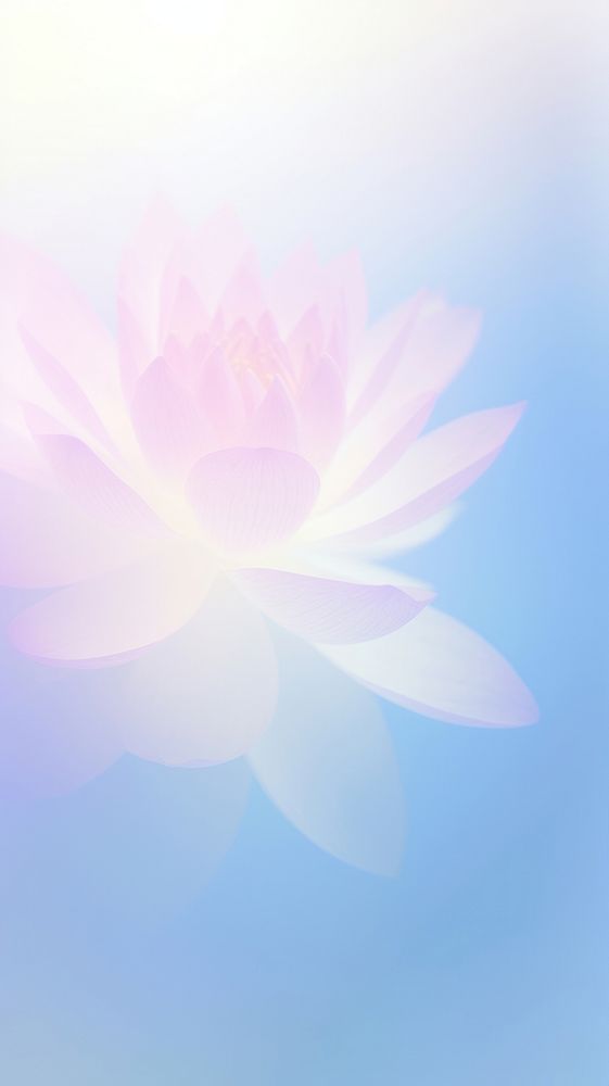 Blurred gradient blue Water lily backgrounds outdoors nature.