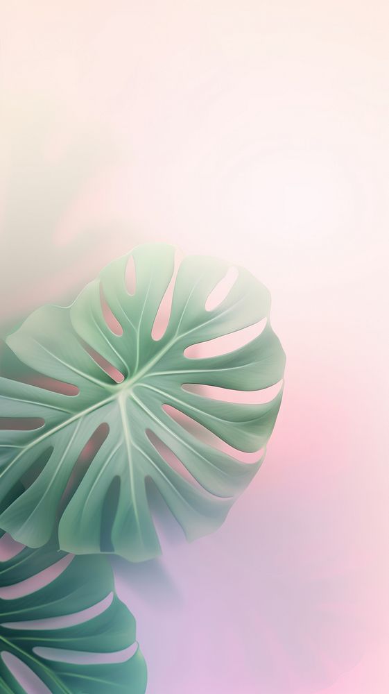 Blurred gradient Monstera leaves green backgrounds nature.