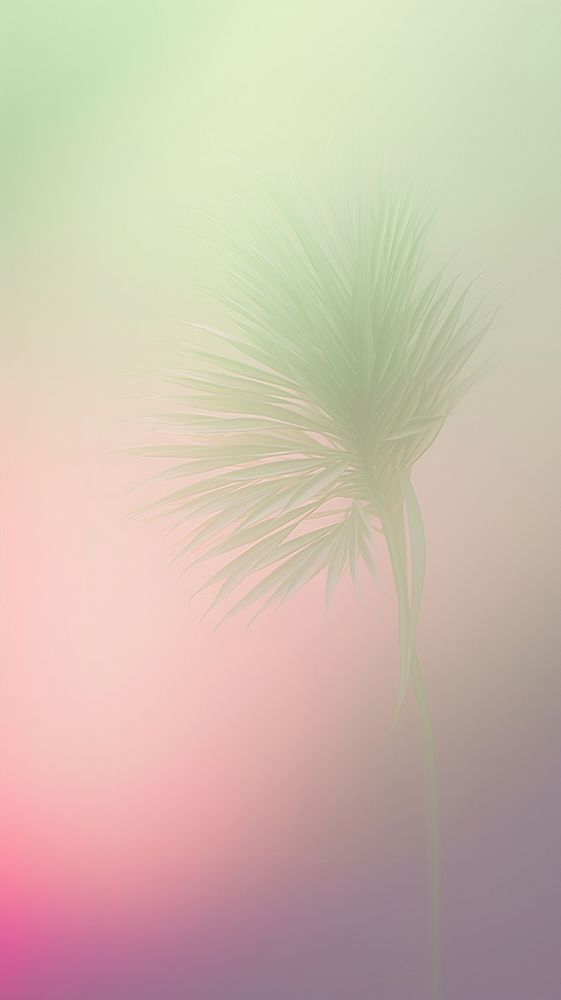 Blurred gradient Palm tree backgrounds outdoors nature.