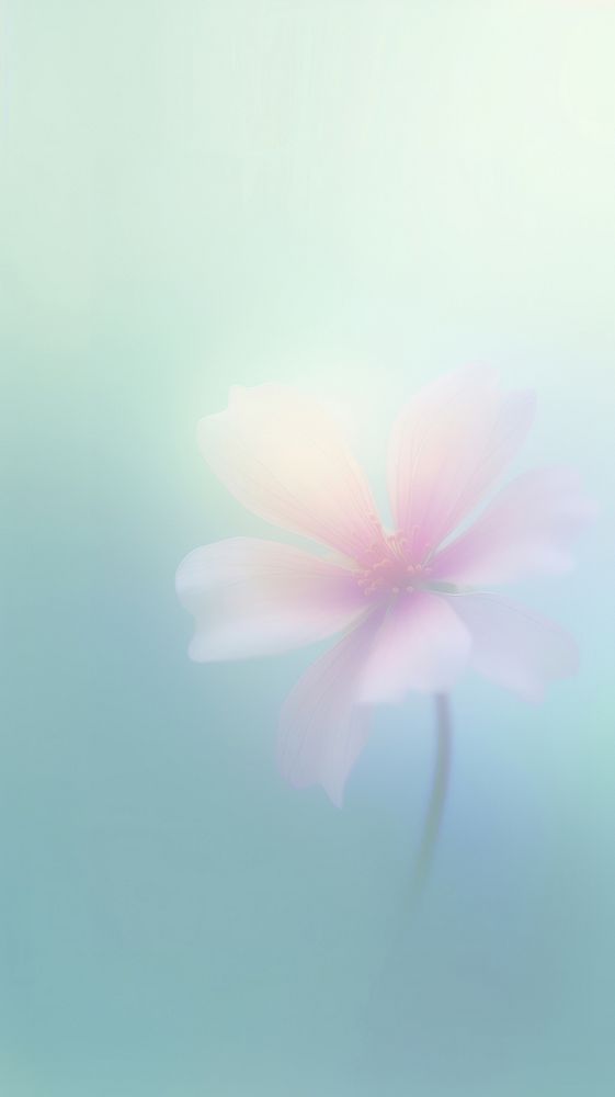 Blurred gradient Pink flower backgrounds outdoors blossom.
