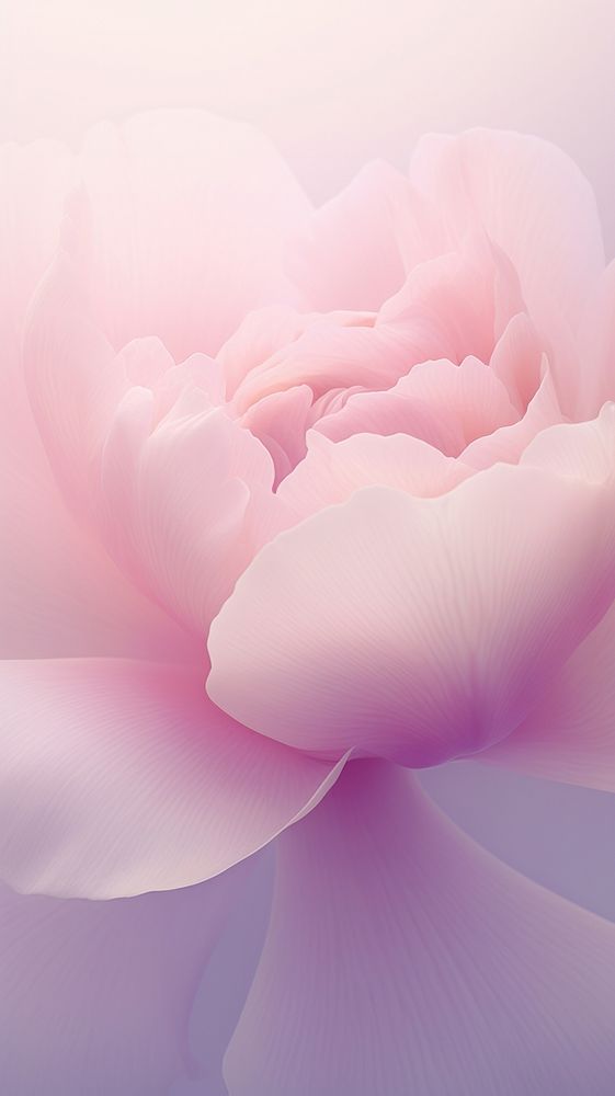 Blurred gradient purple Peony backgrounds blossom flower.