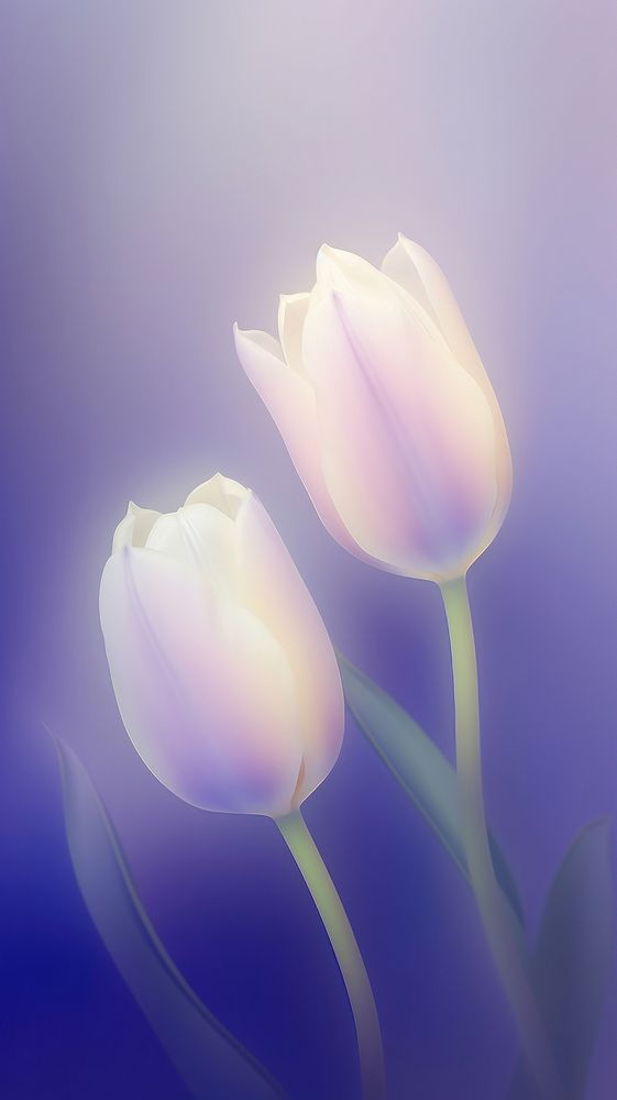 Blurred gradient purple Tulips tulip blossom flower.