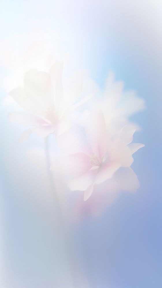 Blurred gradient Spring flowers backgrounds outdoors blossom.