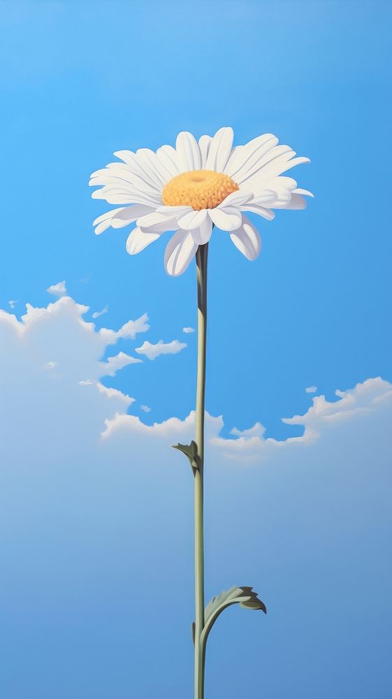 Clear sky with daisy outdoors flower nature.