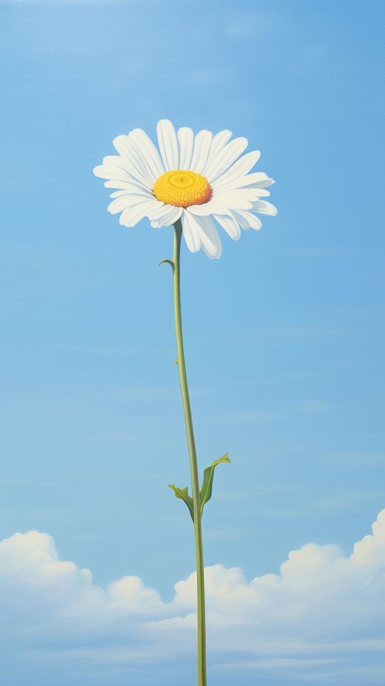 Clear sky with daisy outdoors flower nature.