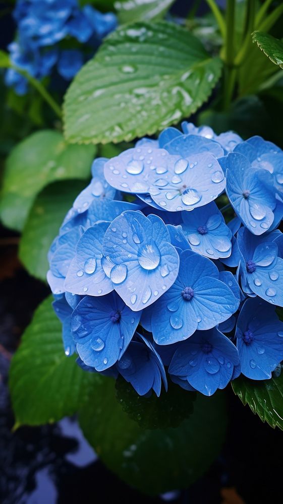 Japanese blue hydrangea by foot path in raining outdoors nature flower.