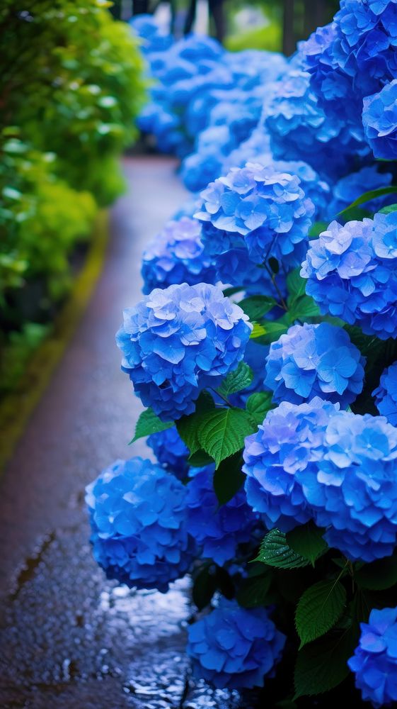 Japanese blue hydrangea by foot path in raining outdoors blossom flower.