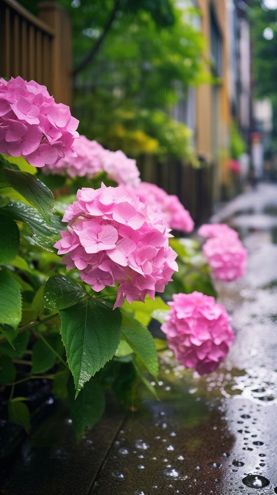 Japanese hydrangea by foot path in raining outdoors blossom flower.