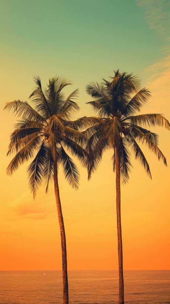 Beach with coconuts trees outdoors nature sunset.