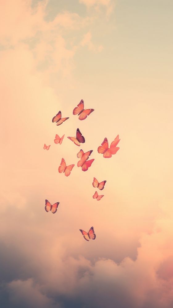 Butterflies flying sky outdoors.