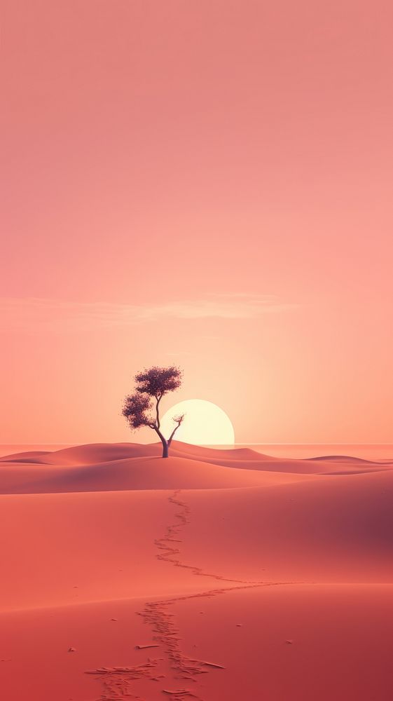 Desert landscape with sunset outdoors nature plant.
