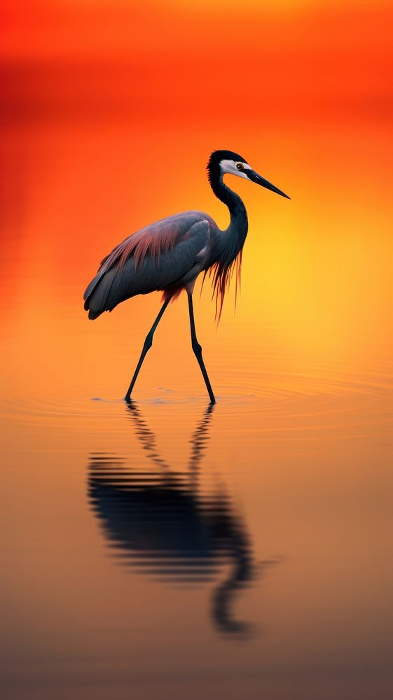 Stilt bird foraging at sunset animal beak reflection.