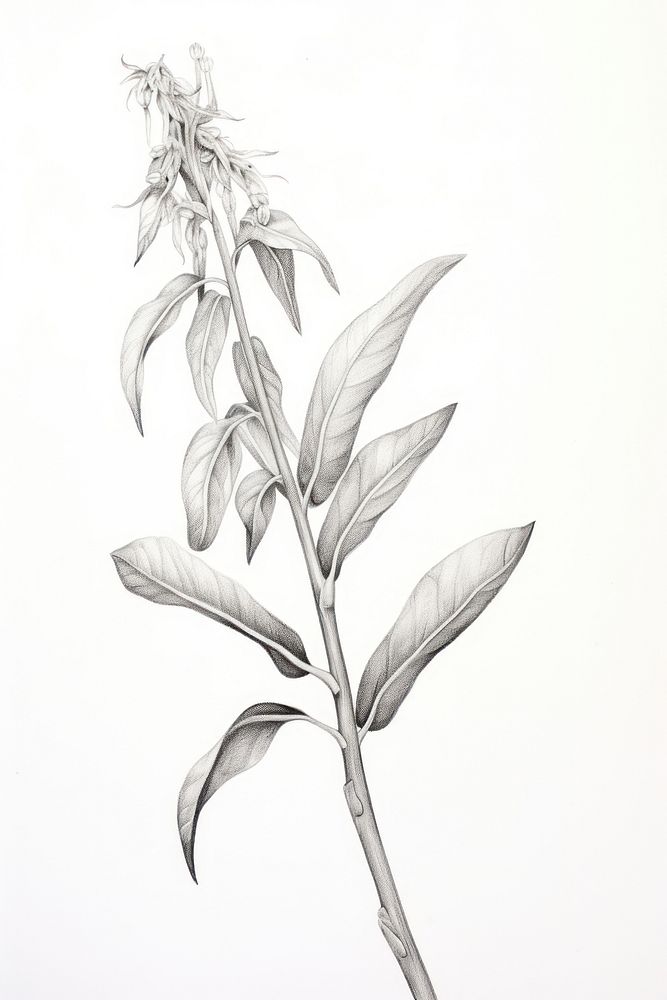 Botanical drawing sketch plant.